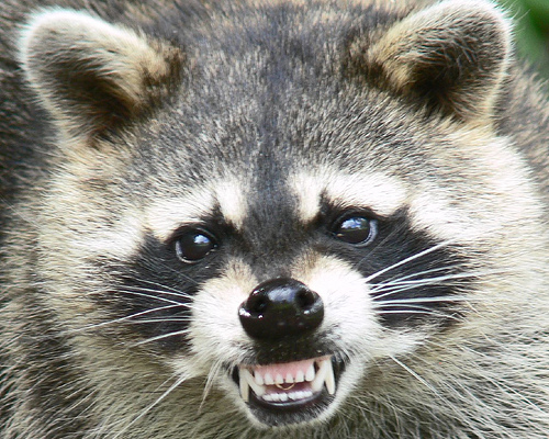 Go To Raccoon Removal